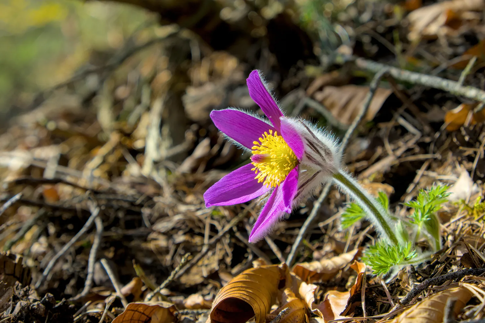 Pasqueflower (Pulsatilla vulgaris)
