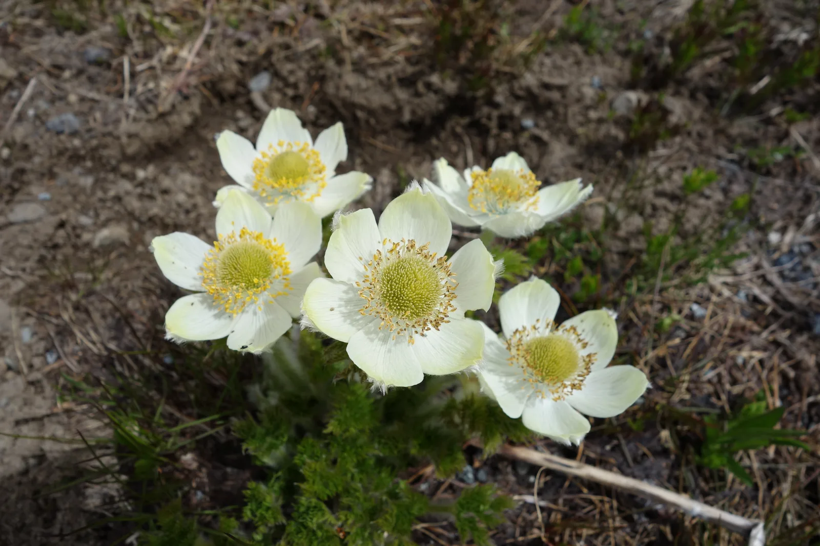 Western Pasqueflower