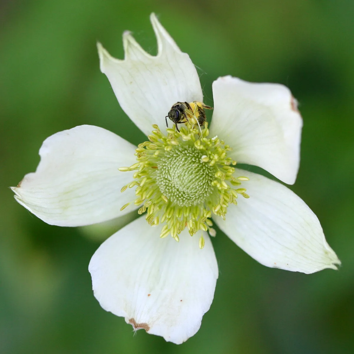 Tall Thimbleweed (Anemone virginiana)