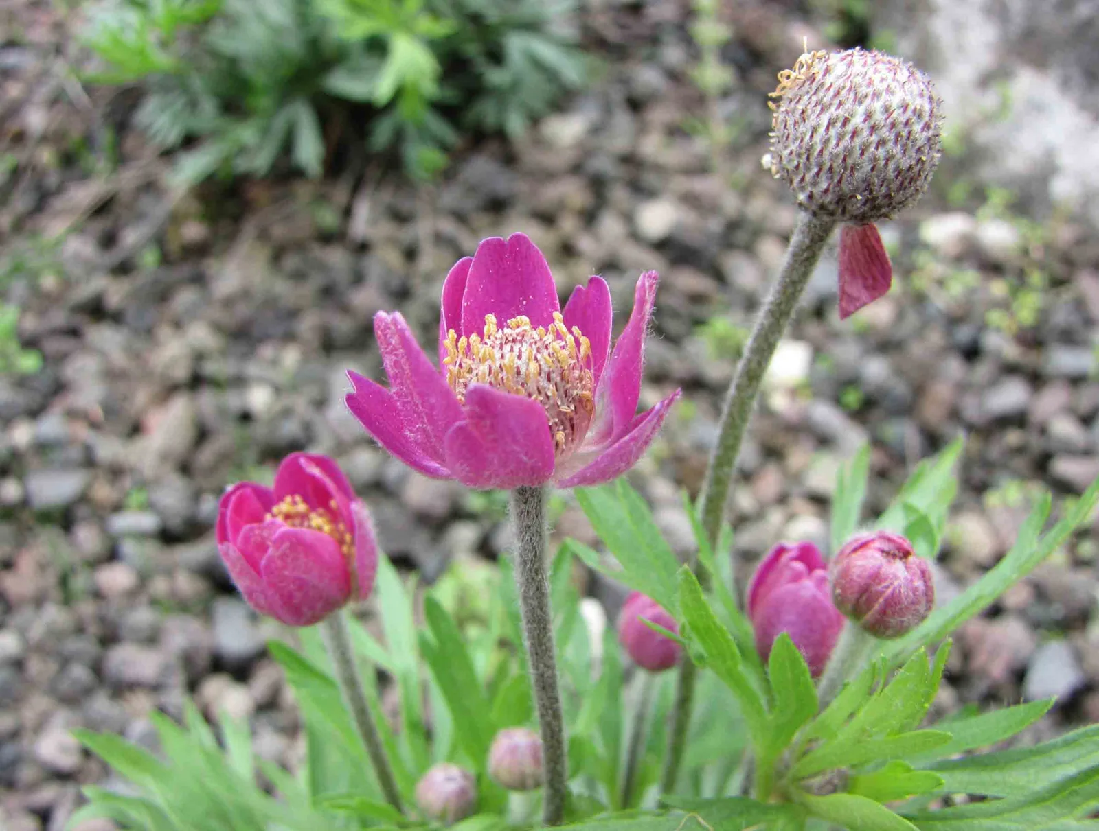 Cutleaf Anemone (Anemone multifida)