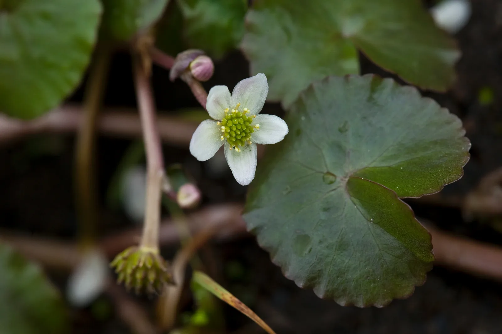 Floating Marsh Marigold