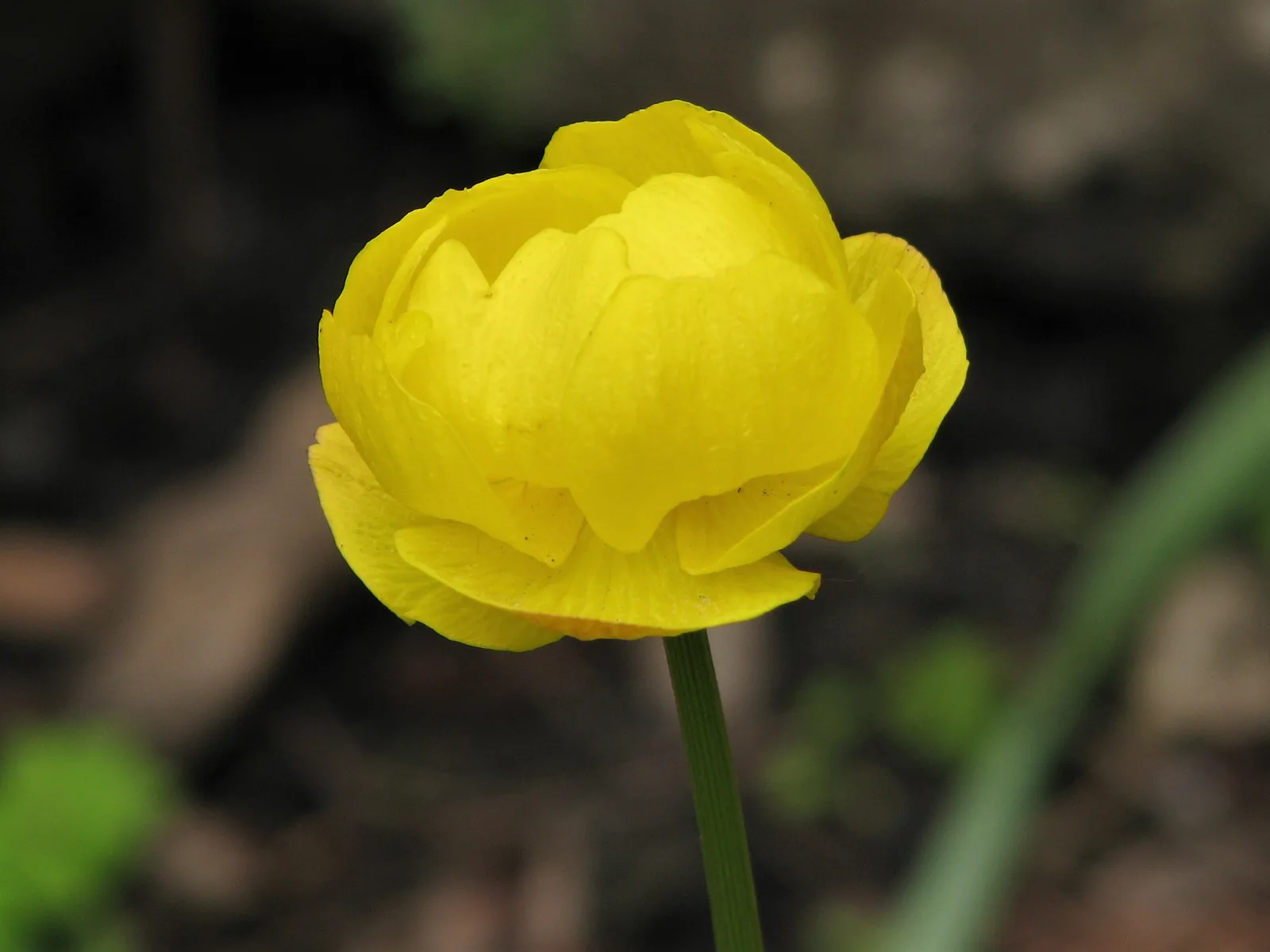 Globeflower (Trollius europaeus)