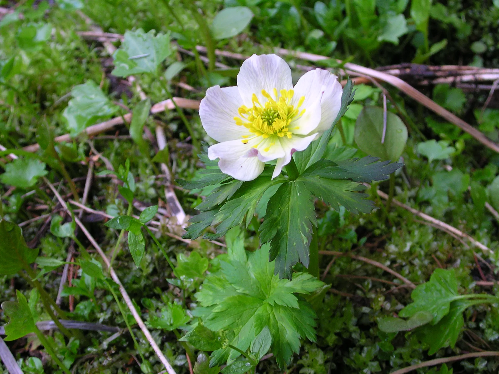 American Globeflower (Trollius laxus)