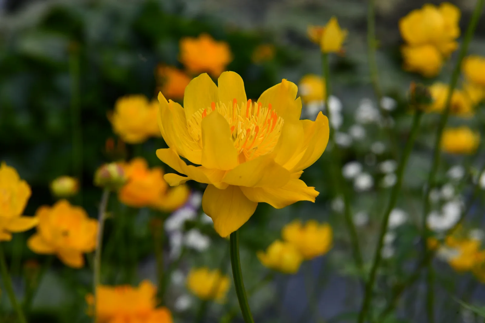 Chinese Globeflower (Trollius chinensis)