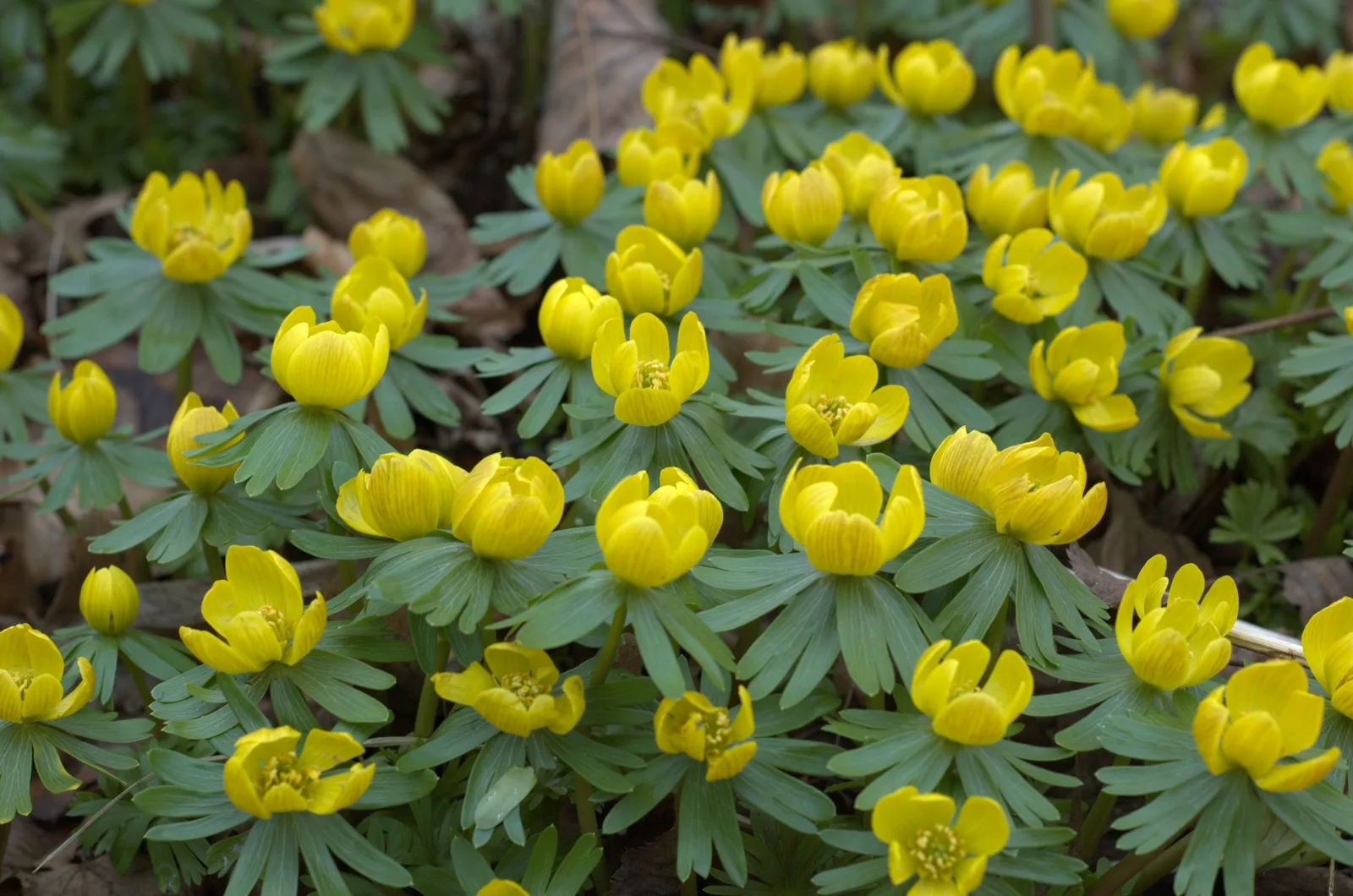 Winter Aconite (Eranthis hyemalis)