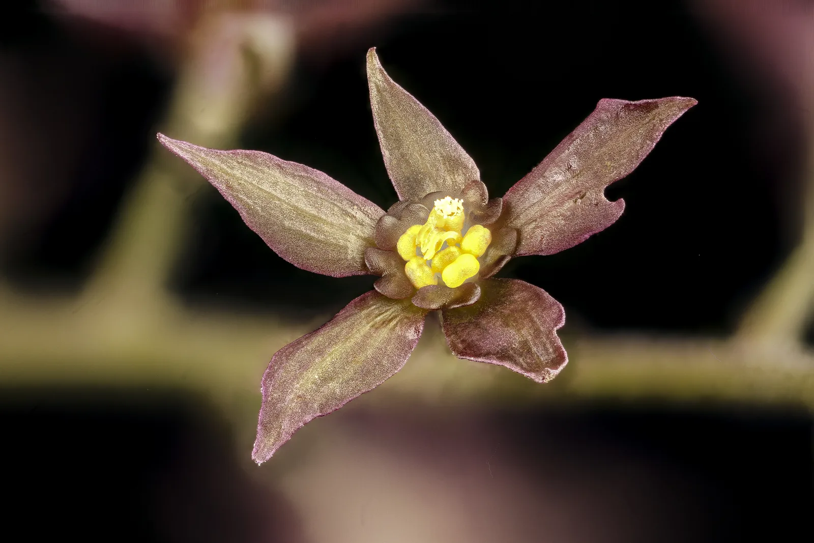 Yellowroot (Xanthorhiza simplicissima)