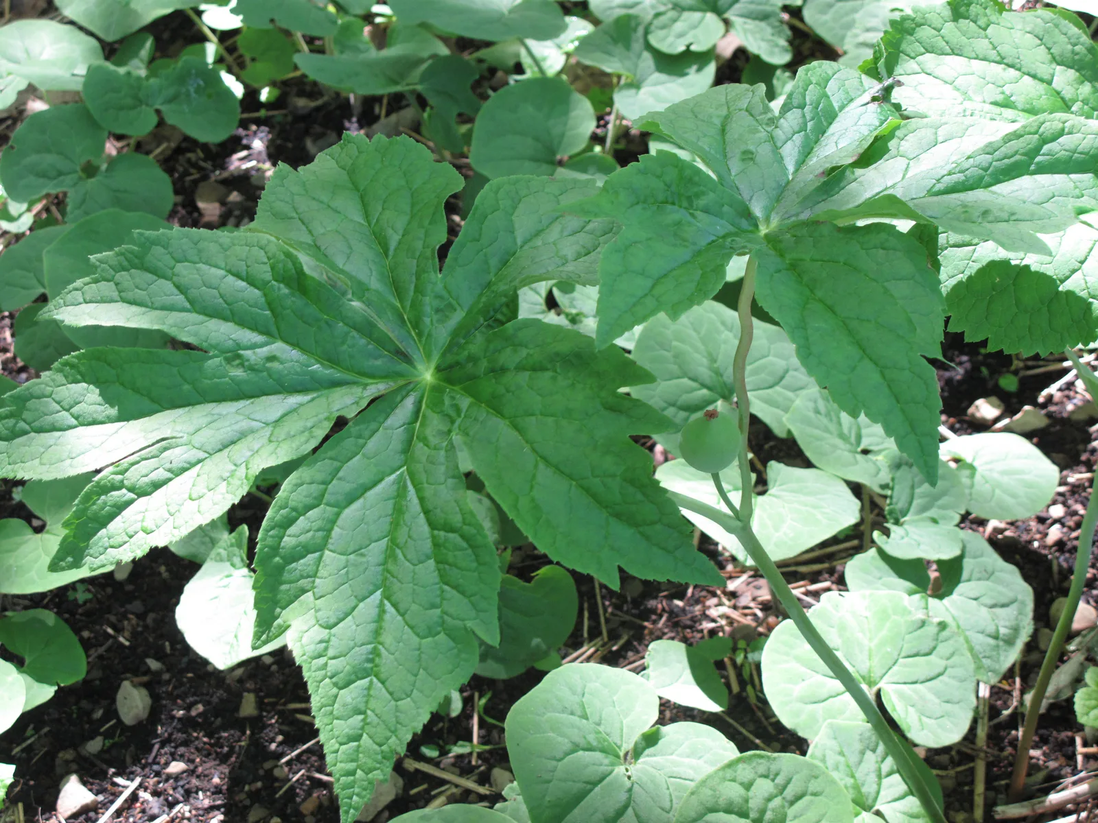 Himalayan Mayapple