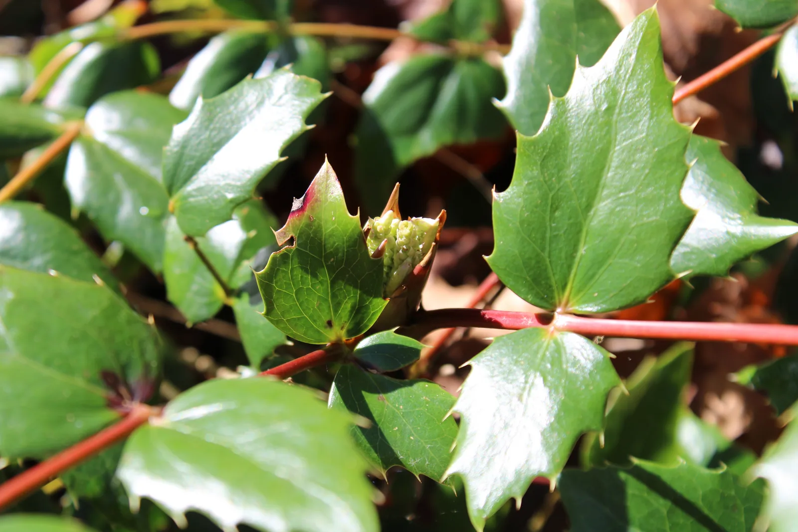 Oregon Grape