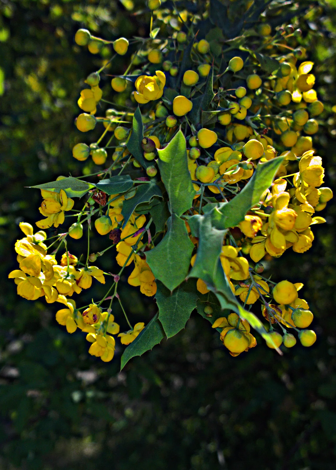 Fremont Barberry