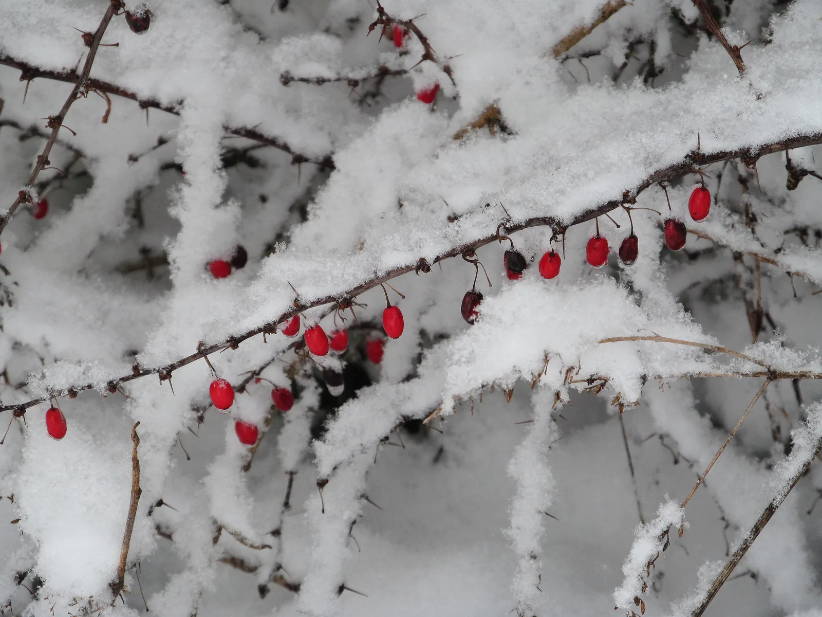 Japanese Barberry