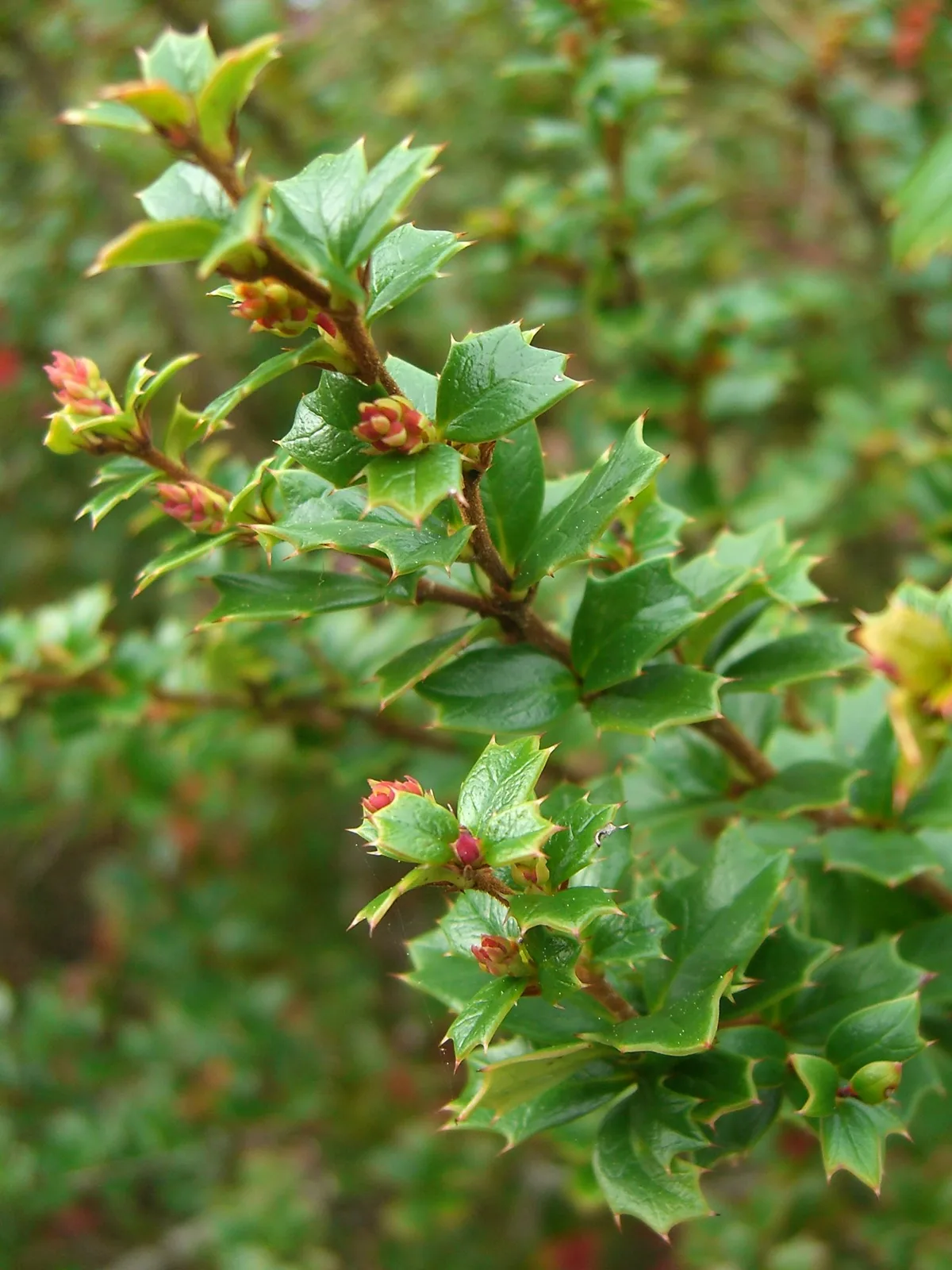 Darwins Barberry
