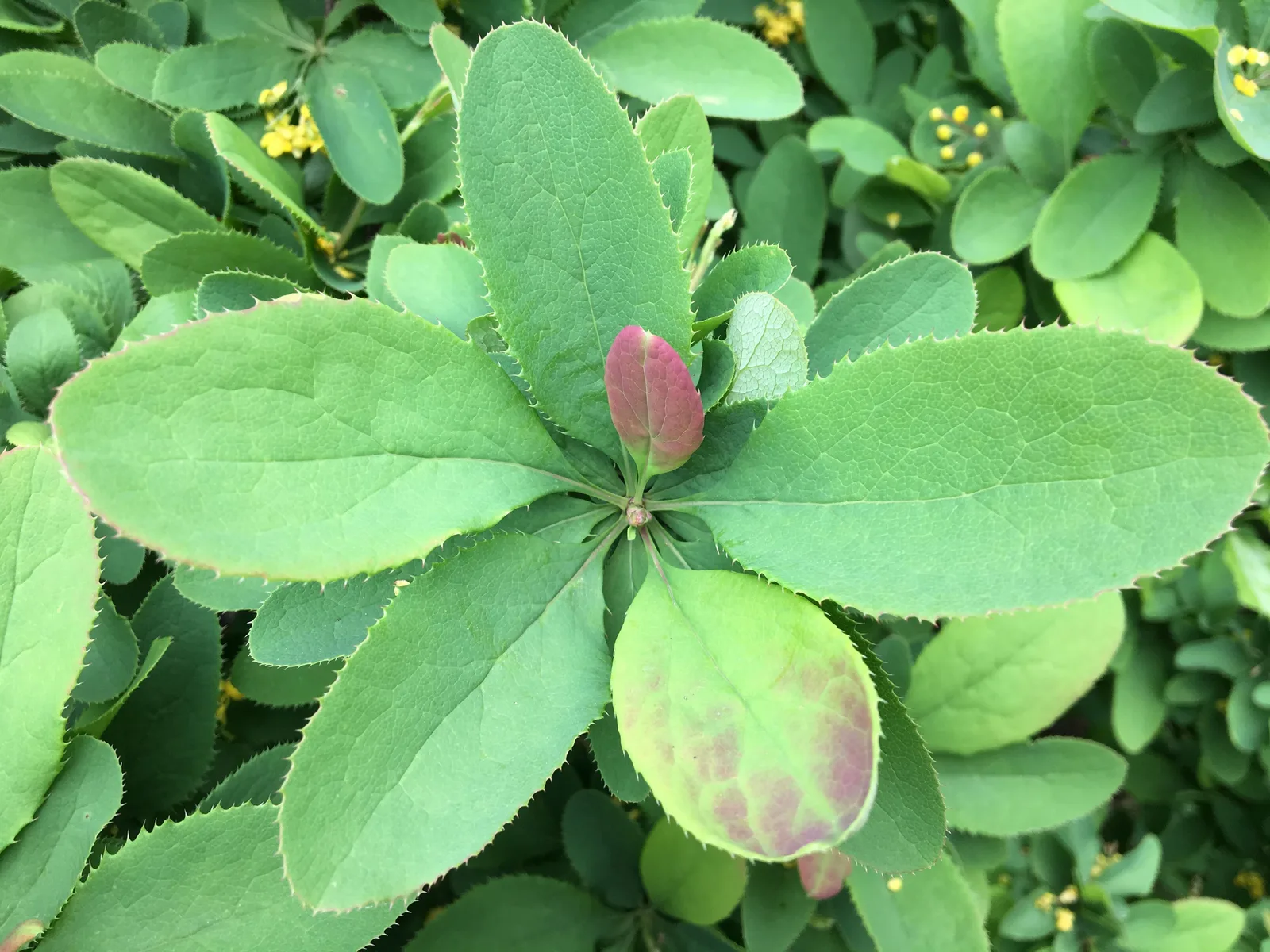 Amur Barberry (Berberis amurensis)