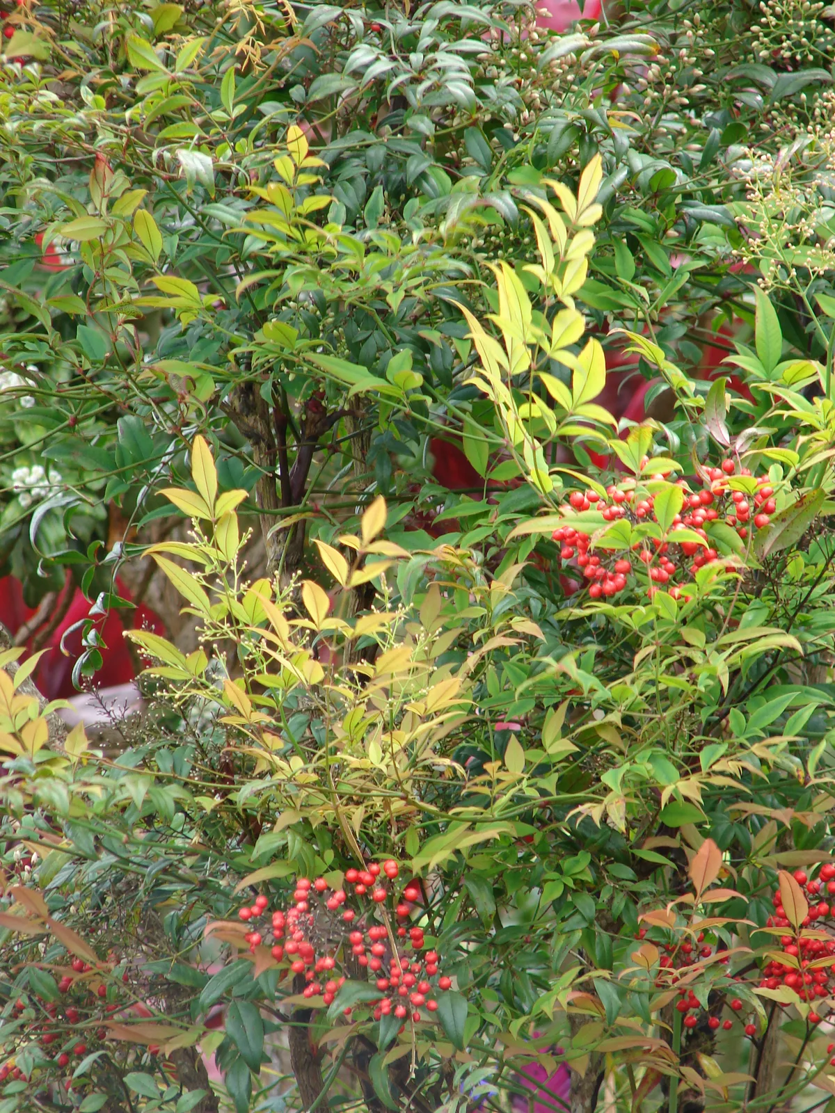 Nandina