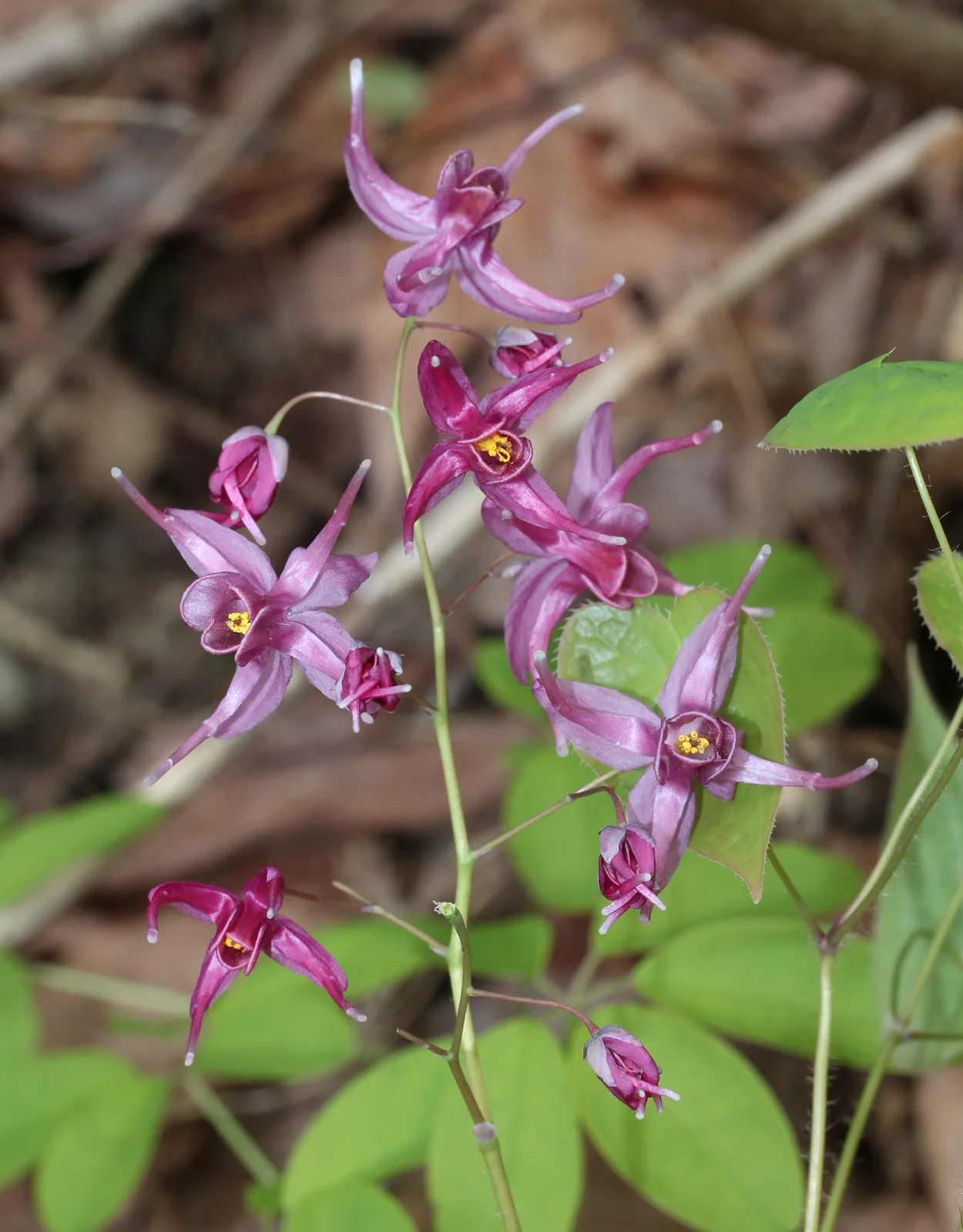 Epimedium (Epimedium grandiflorum)