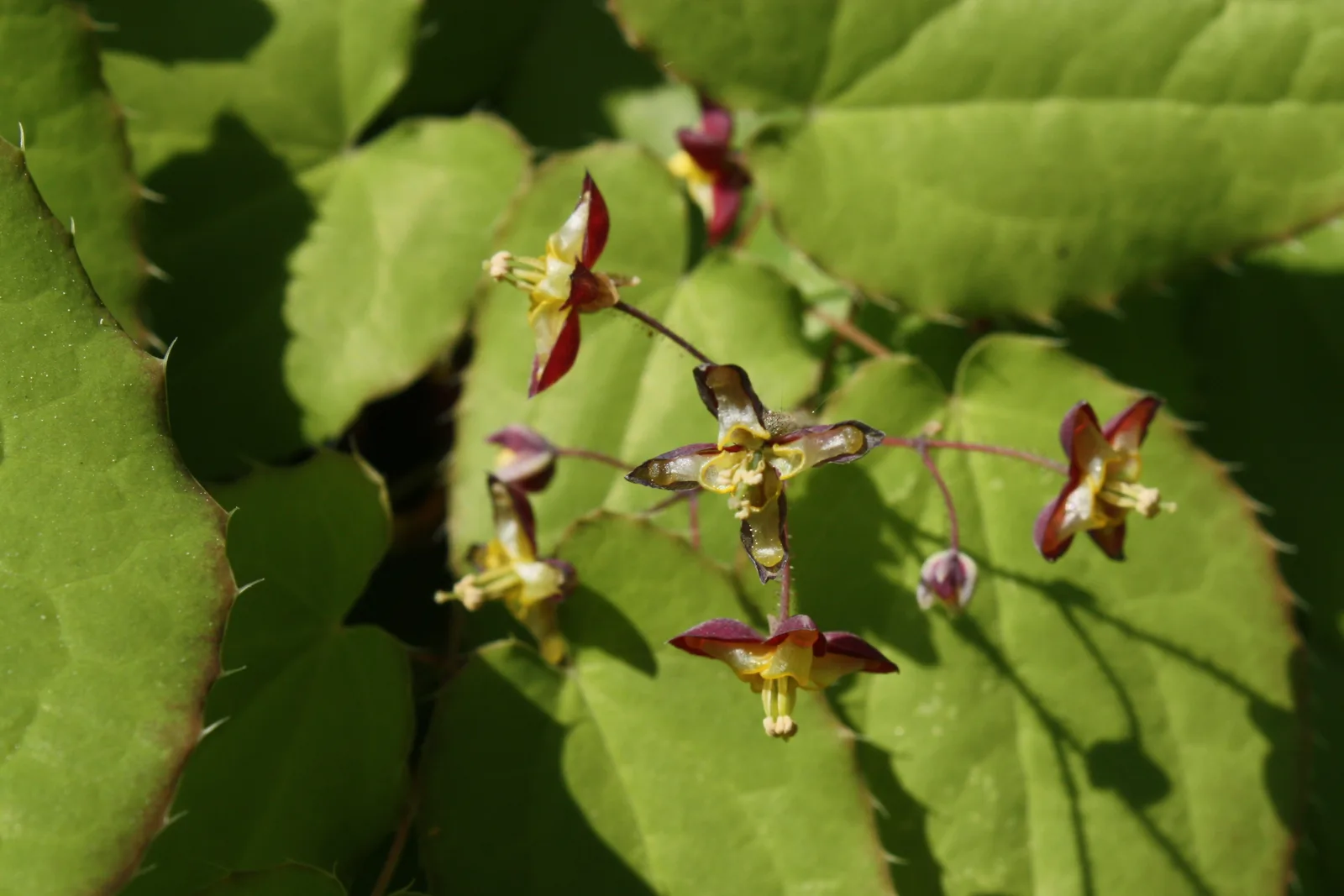 Barrenwort (Epimedium alpinum)