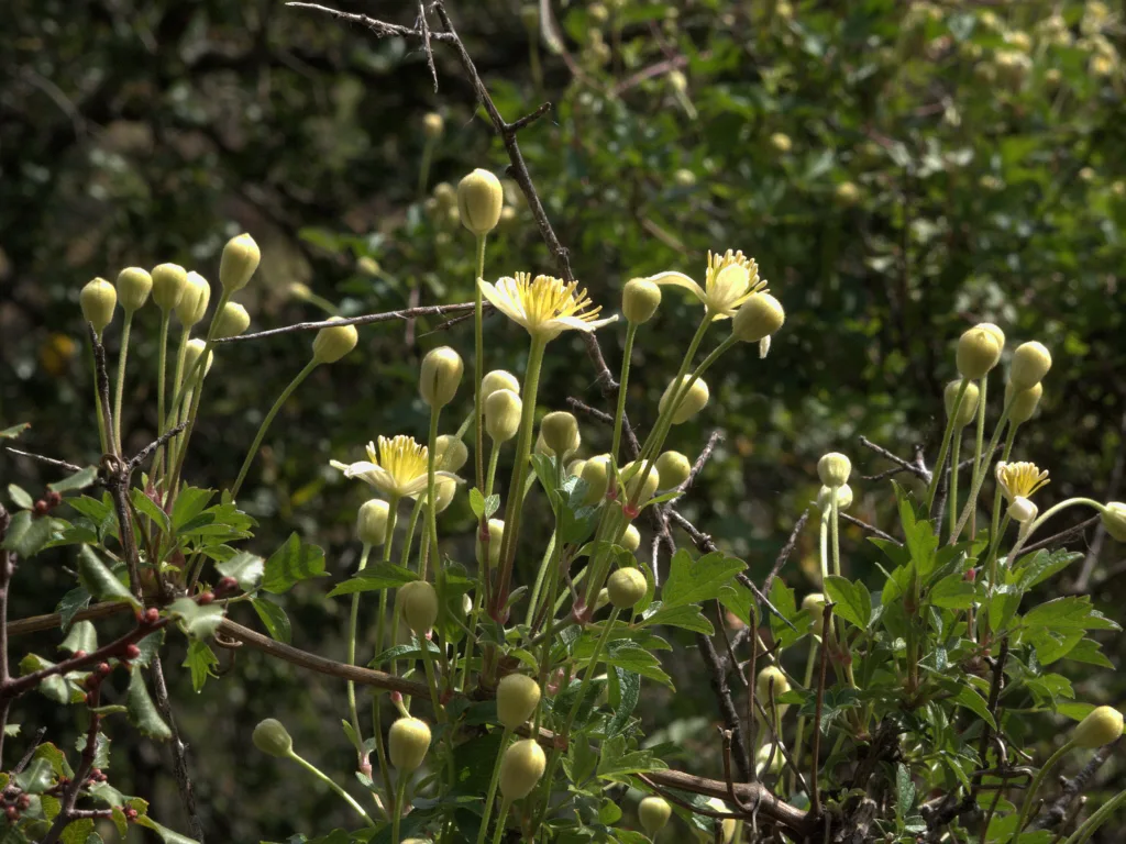 Chaparral Clematis (Clematis lasiantha)