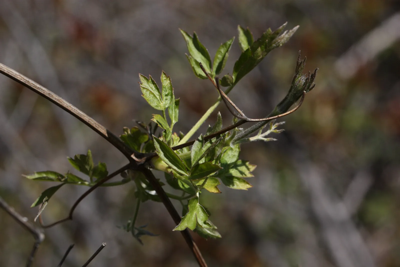 Western White Clematis (Clematis ligusticifolia)