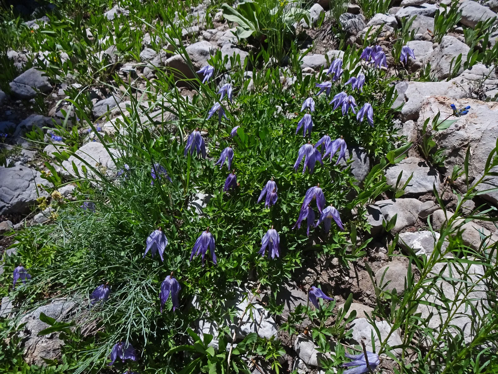 Rock Clematis (Clematis columbiana)
