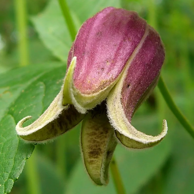 Leatherflower