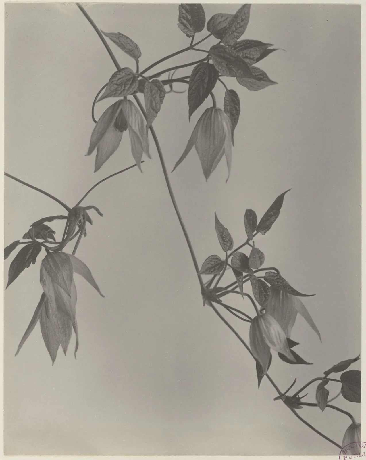 Purple Clematis