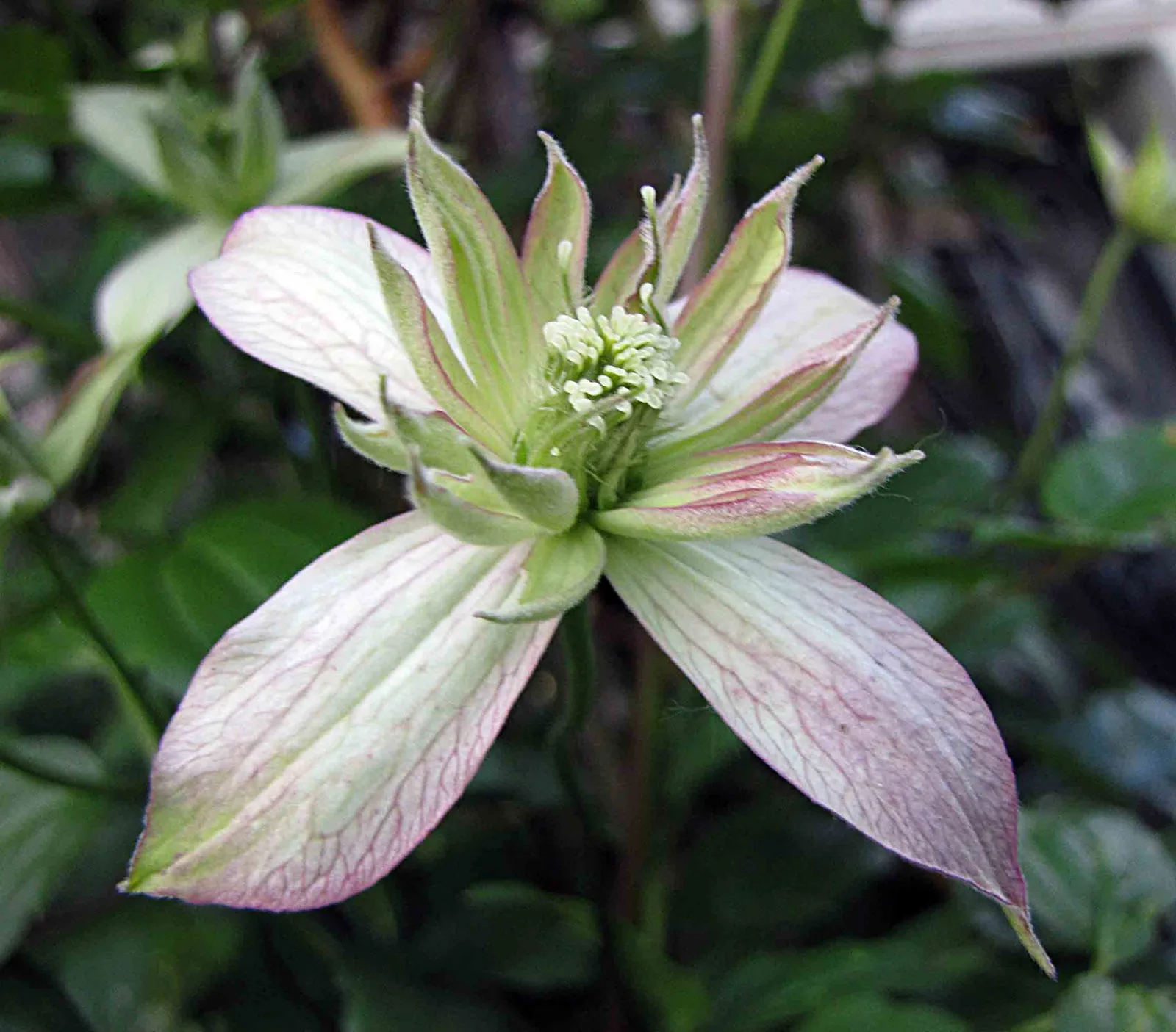 Mountain Clematis