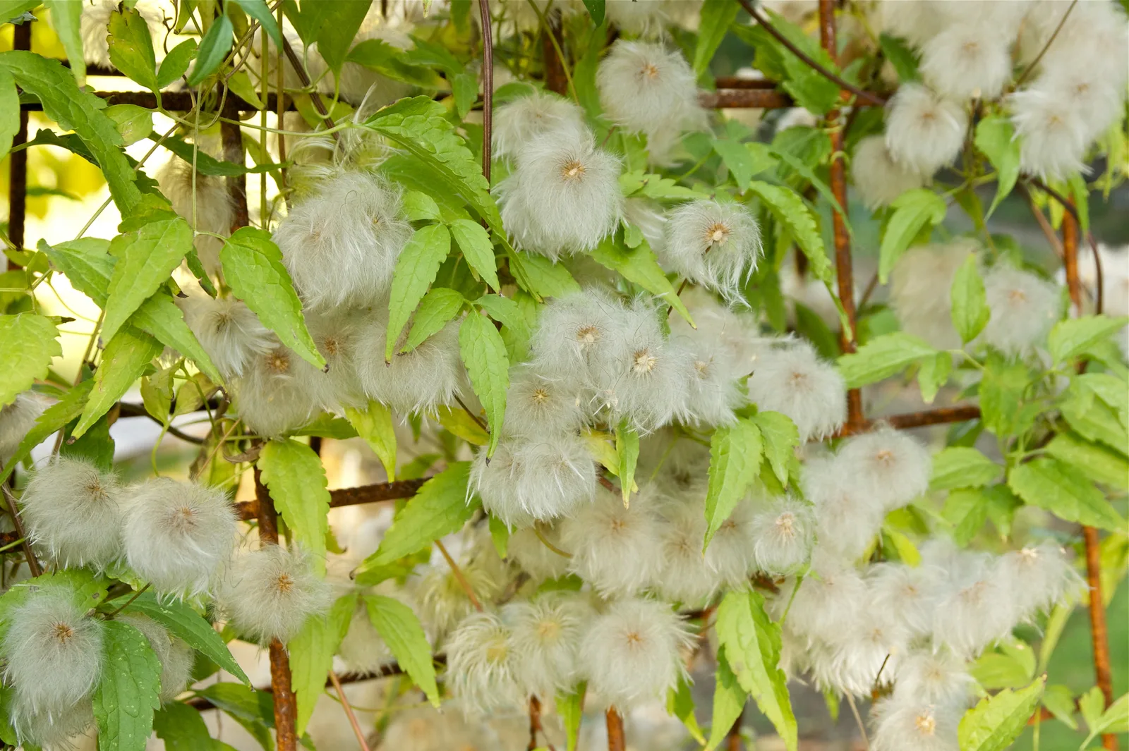 Golden Clematis