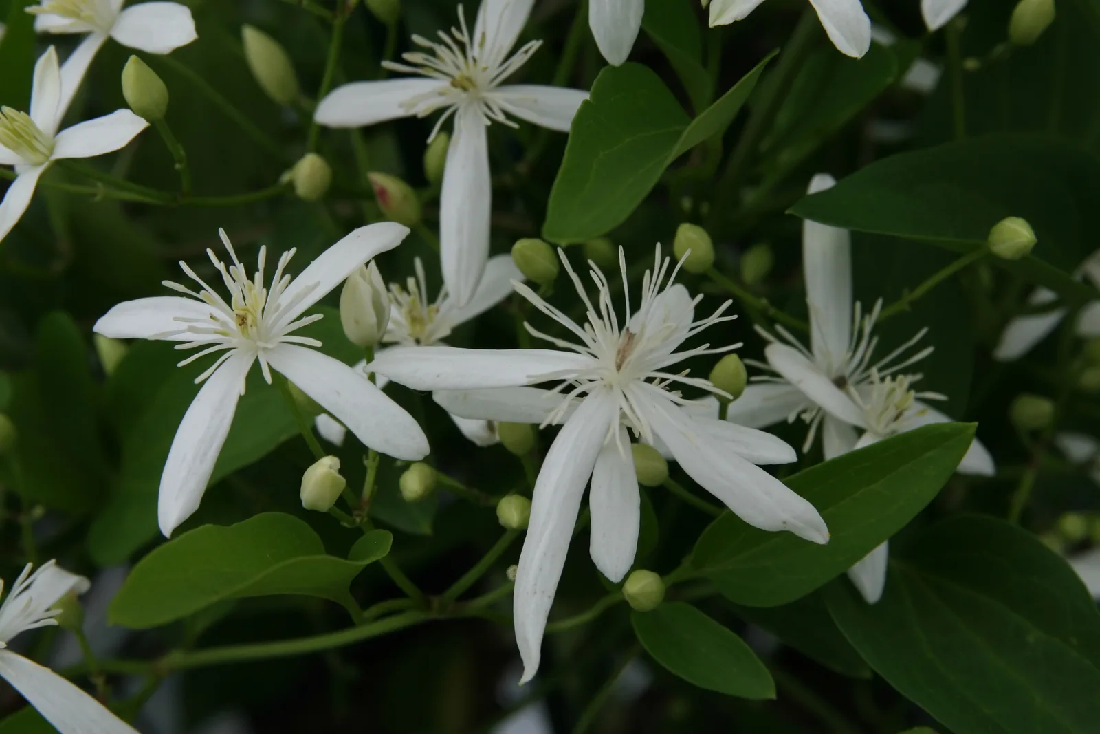 Japanese Clematis