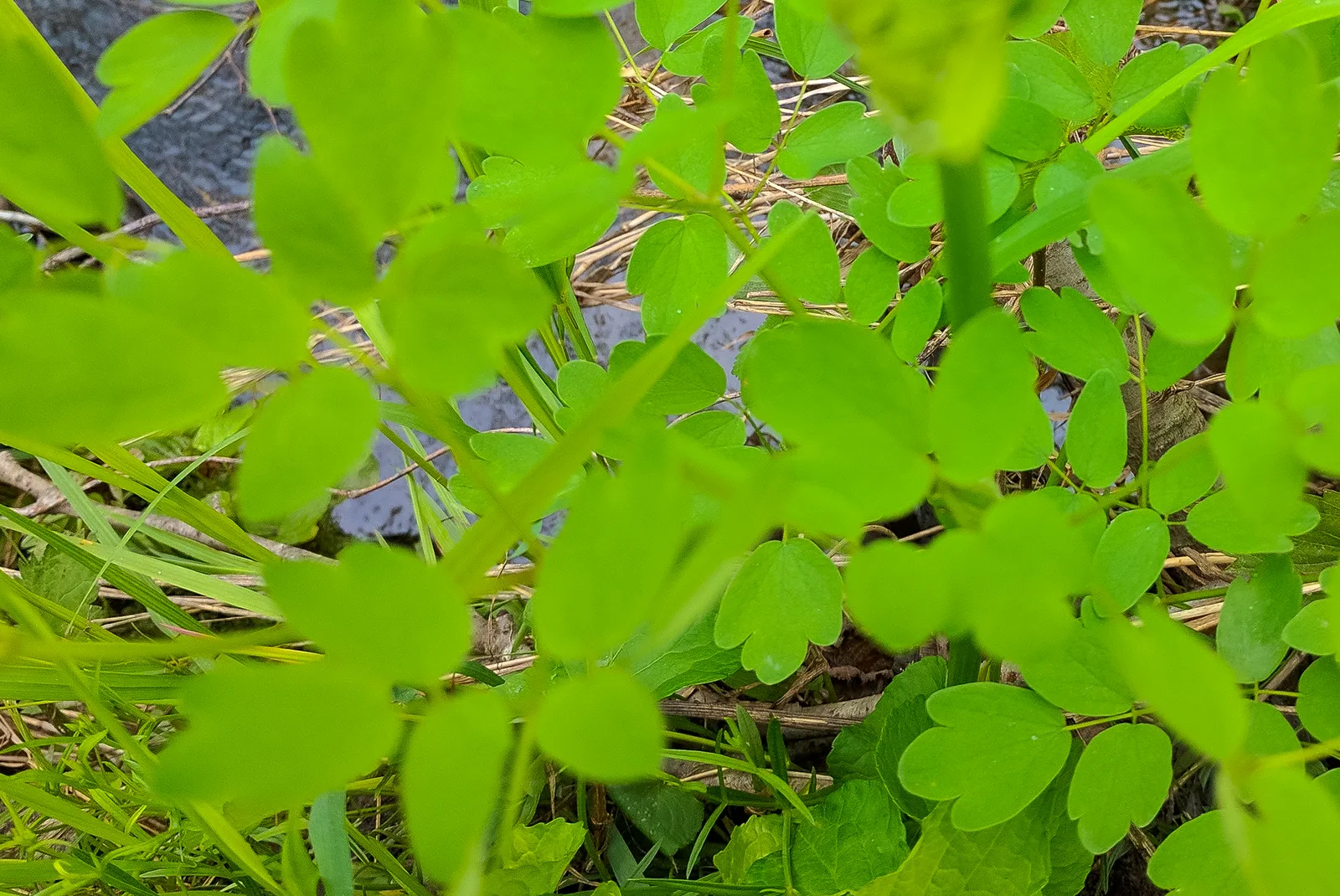 Purple Meadow Rue (Thalictrum dasycarpum)