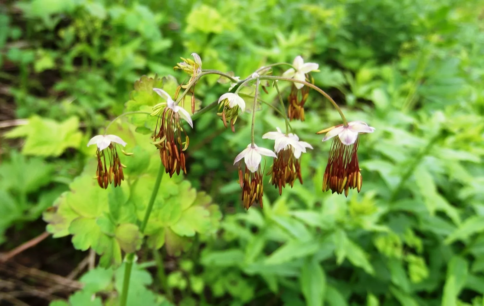 Western Meadow Rue (Thalictrum occidentale)
