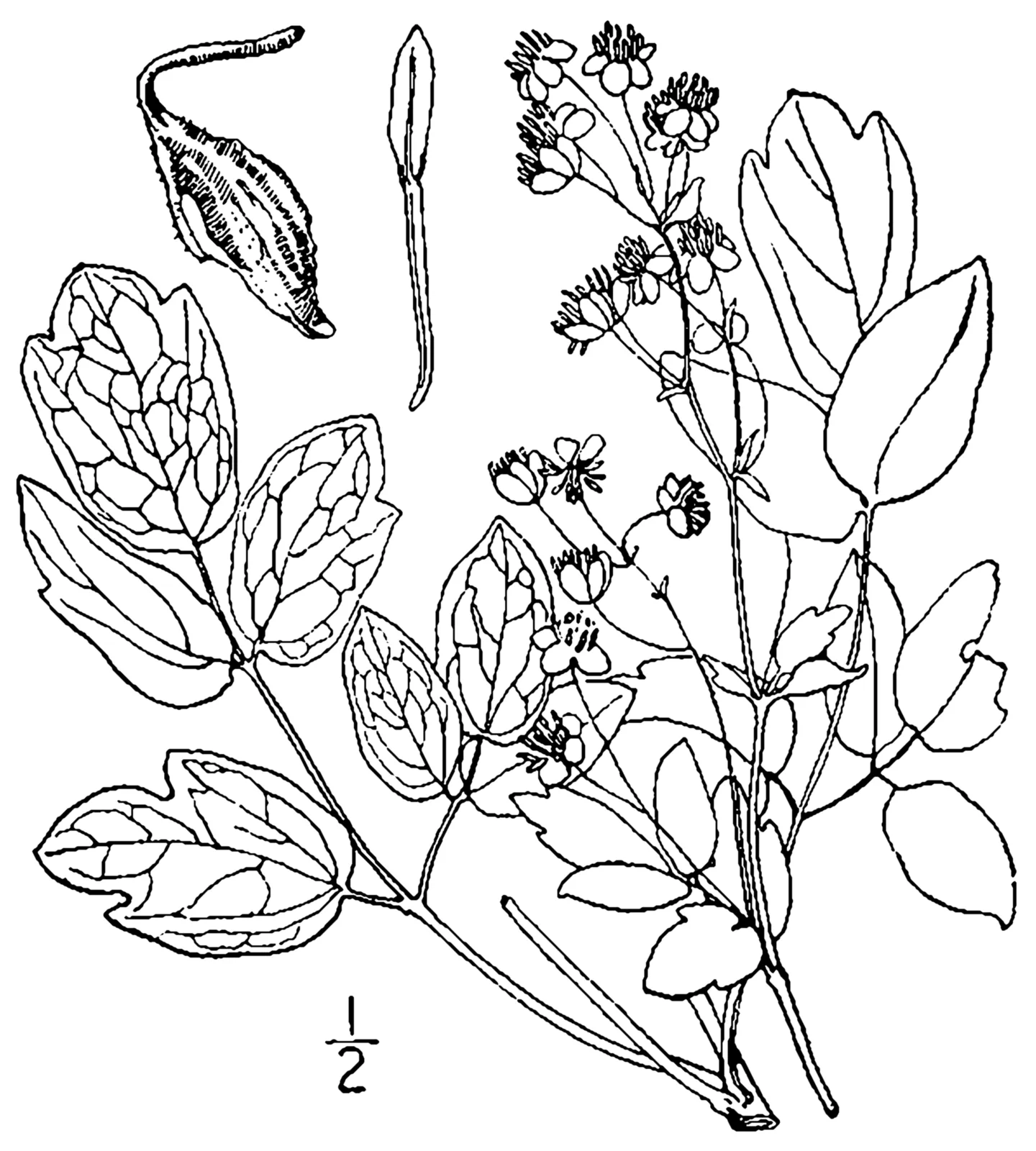 Waxyleaf Meadow Rue