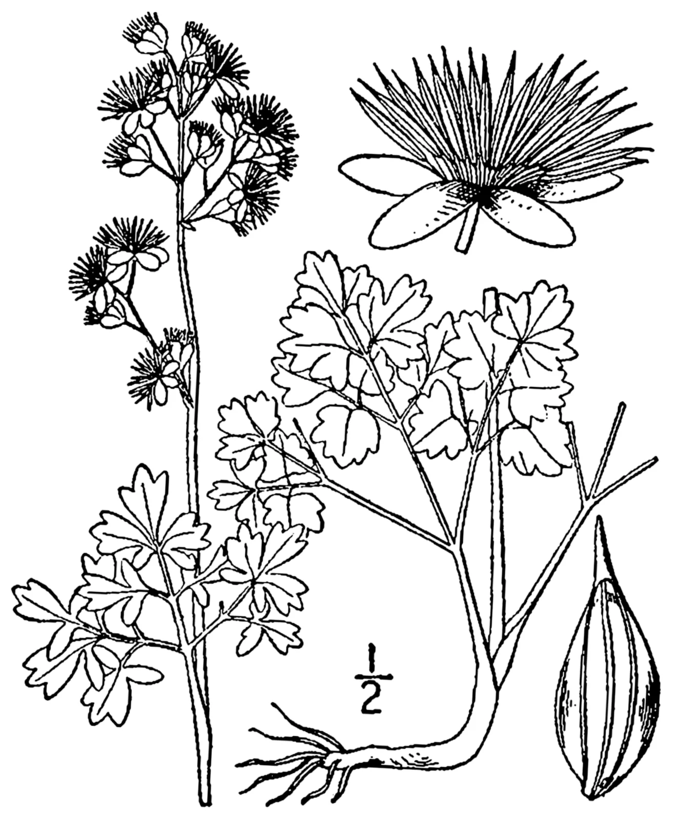 Veiny Meadow Rue