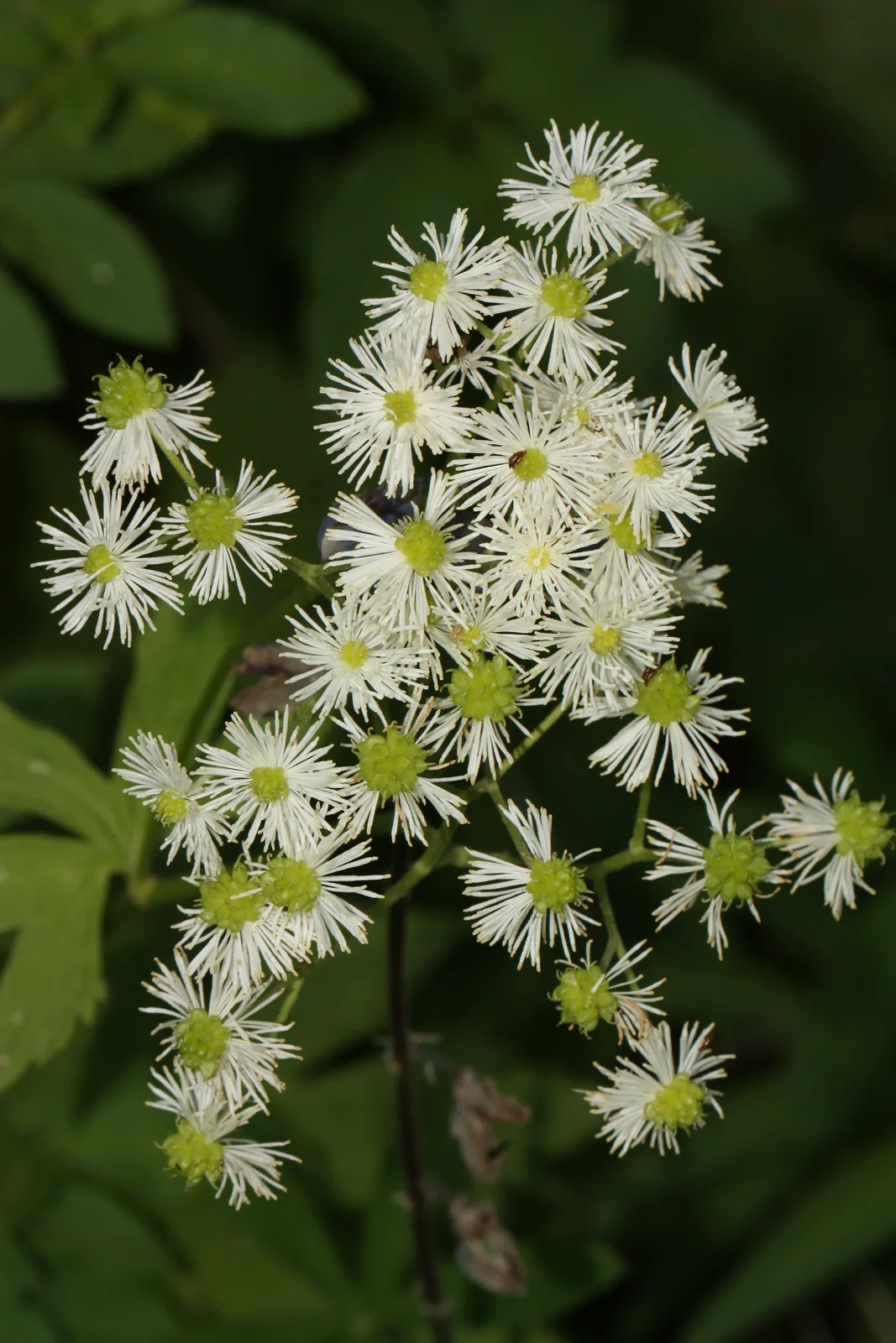 False Bugbane (Trautvetteria caroliniensis)