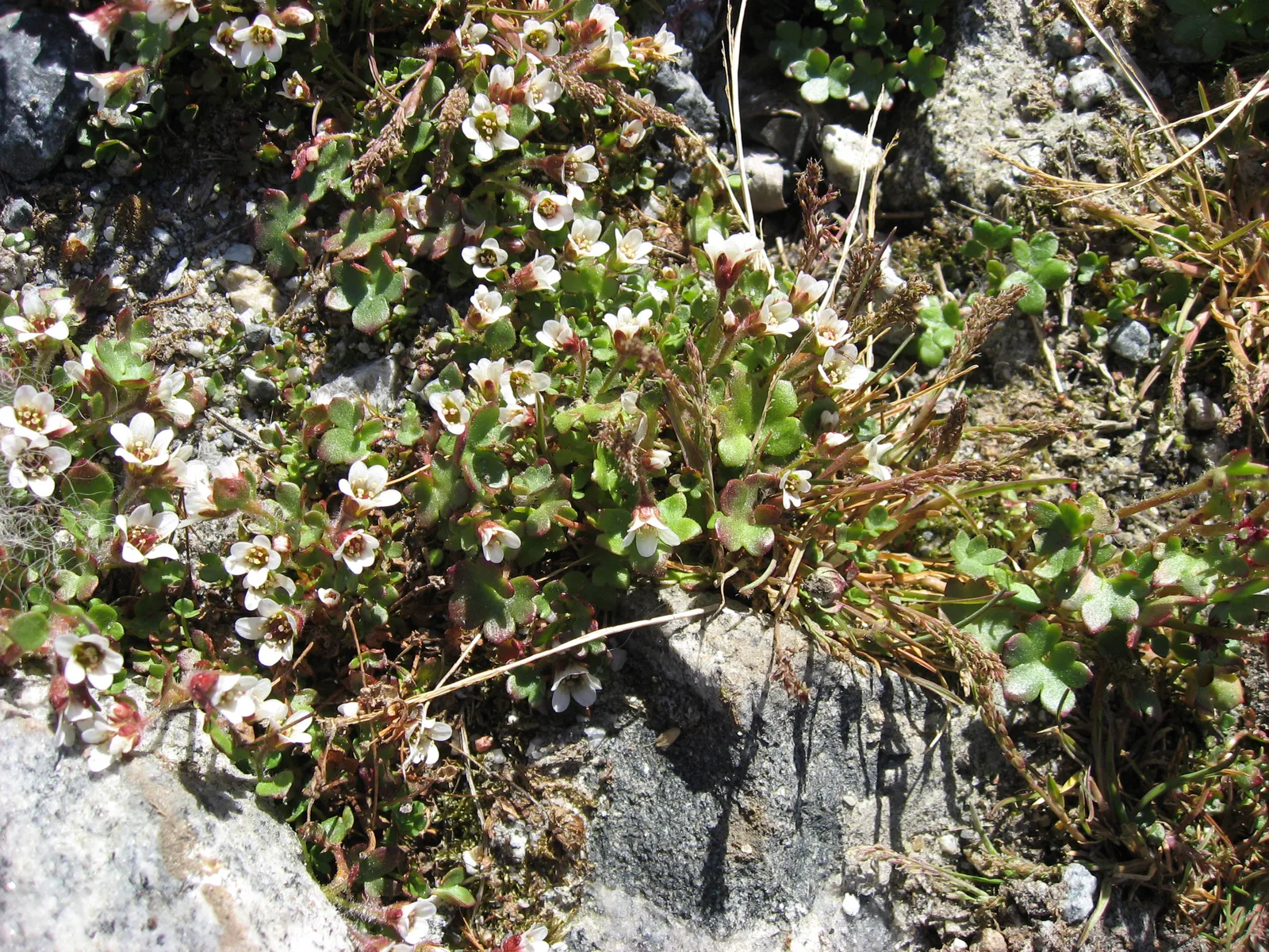 Brook Saxifrage