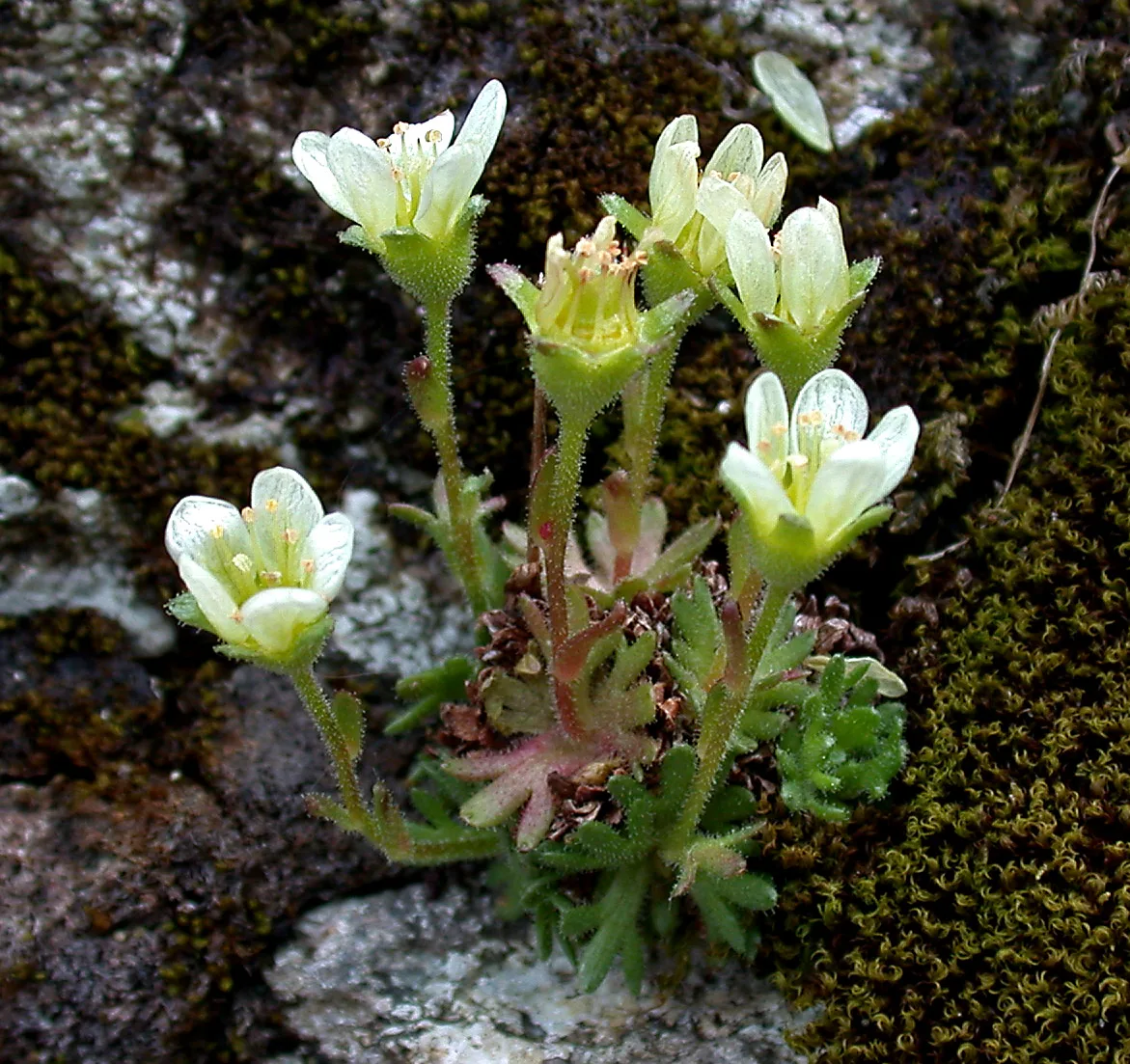 Tufted Saxifrage (Saxifraga cespitosa)