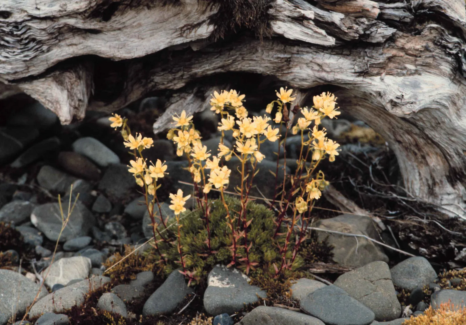 Spotted Saxifrage (Saxifraga bronchialis)