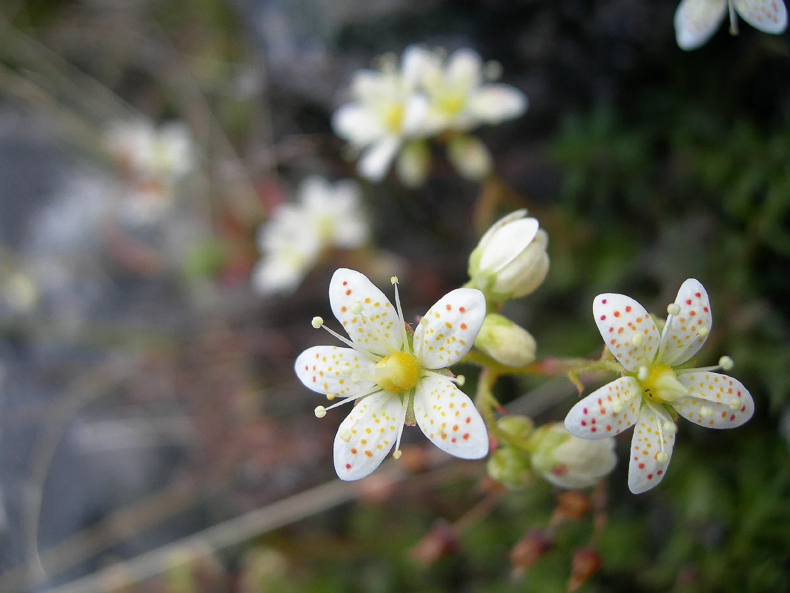 Prickly Saxifrage