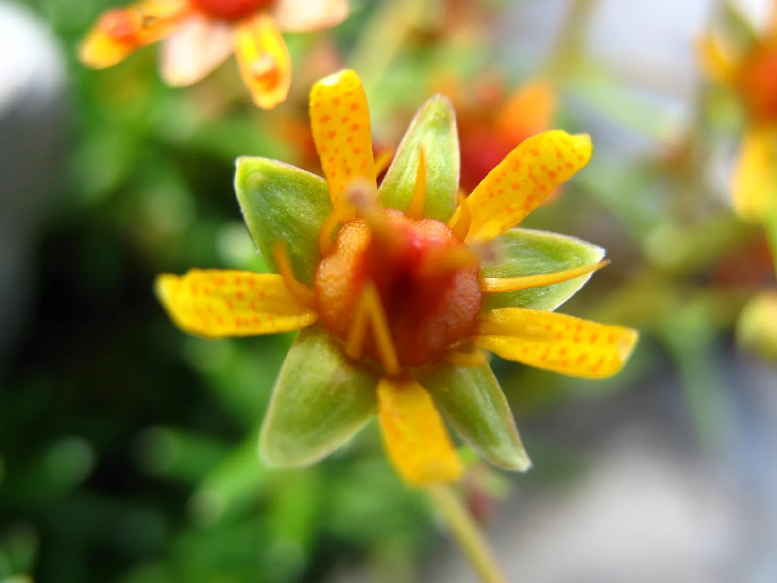 Yellow Mountain Saxifrage (Saxifraga aizoides)