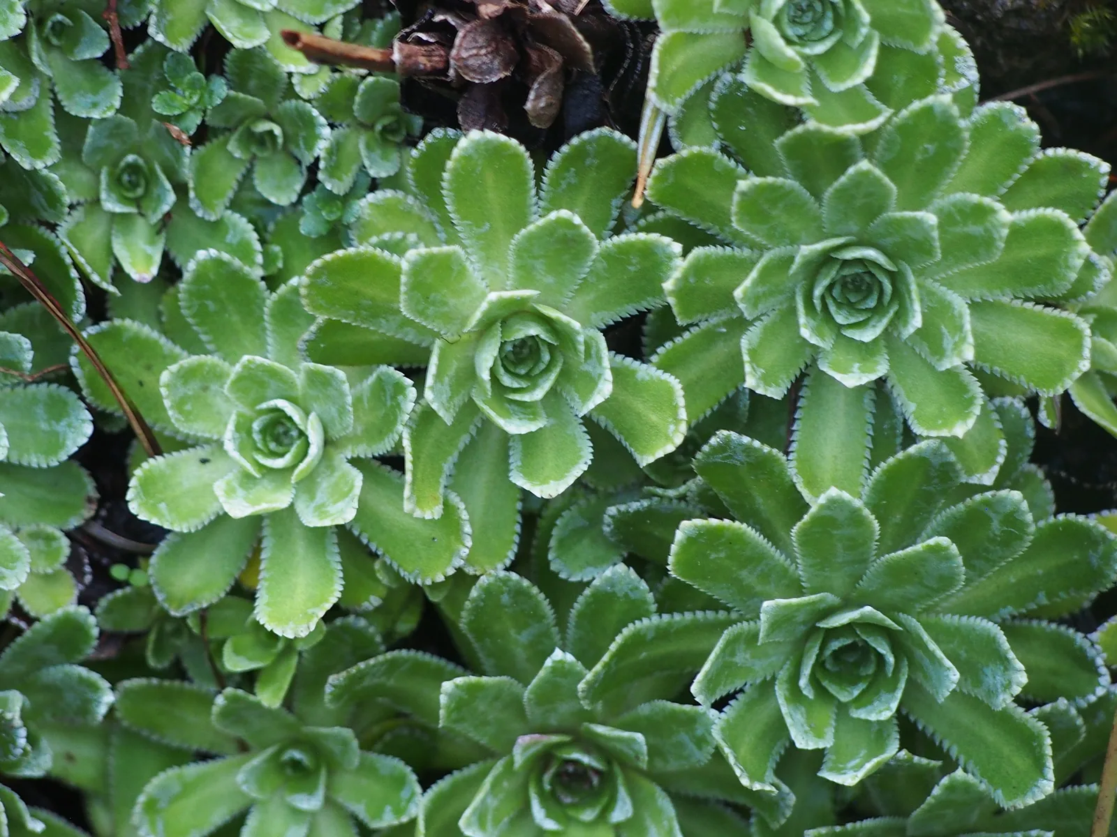 Alpine Saxifrage (Saxifraga paniculata)