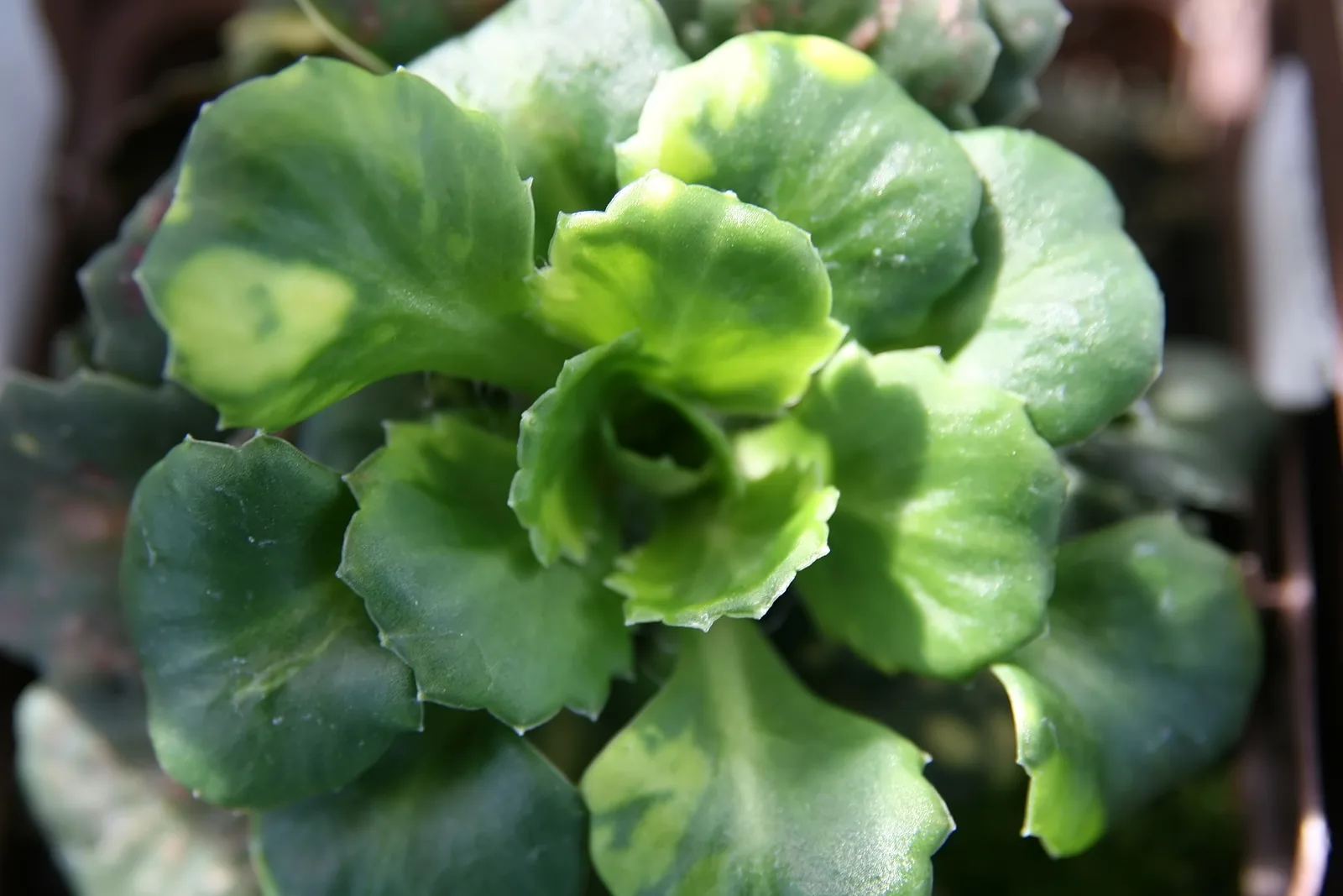 London Pride (Saxifraga x urbium)