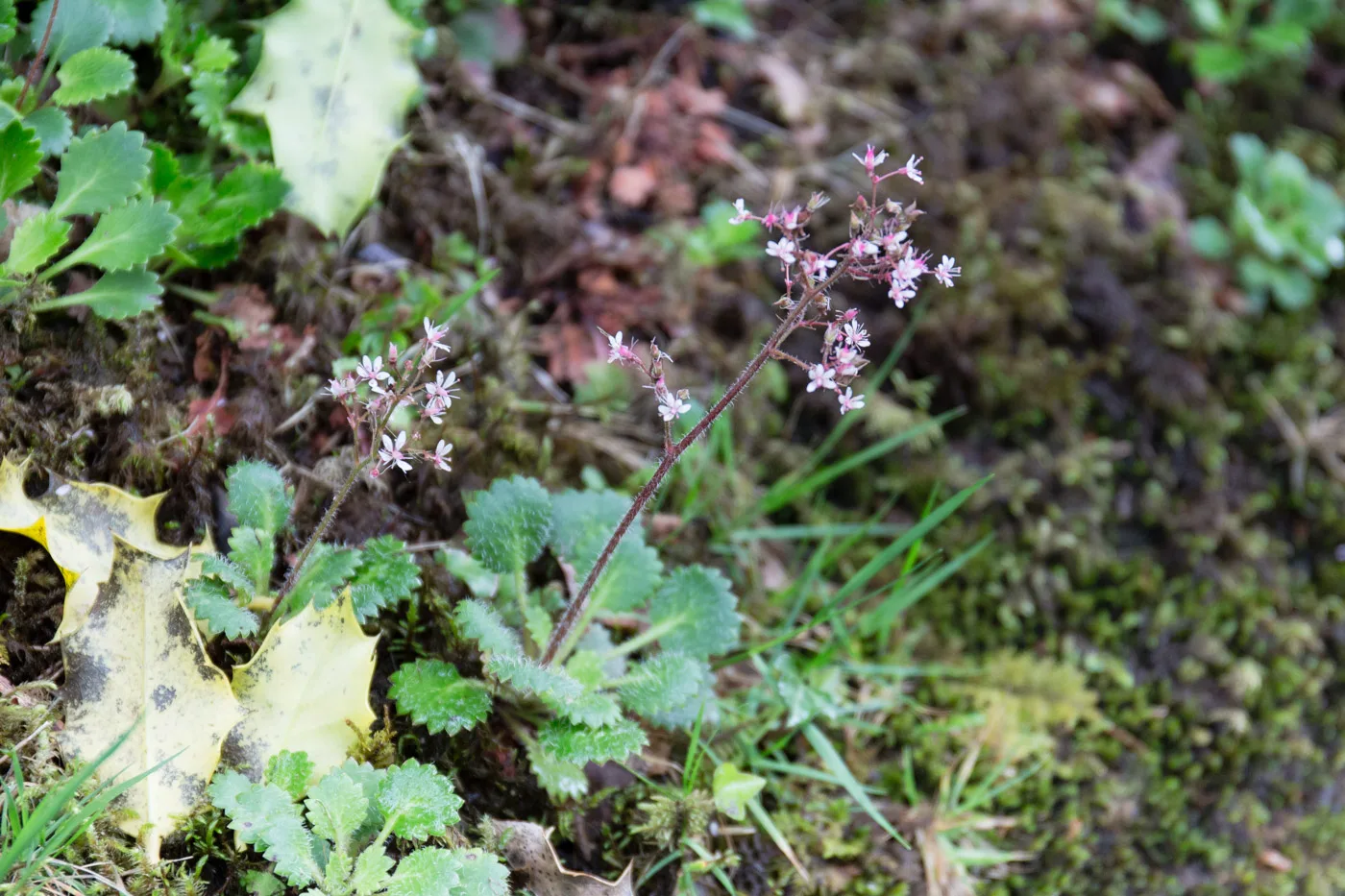 Kidney Saxifrage (Saxifraga hirsuta)