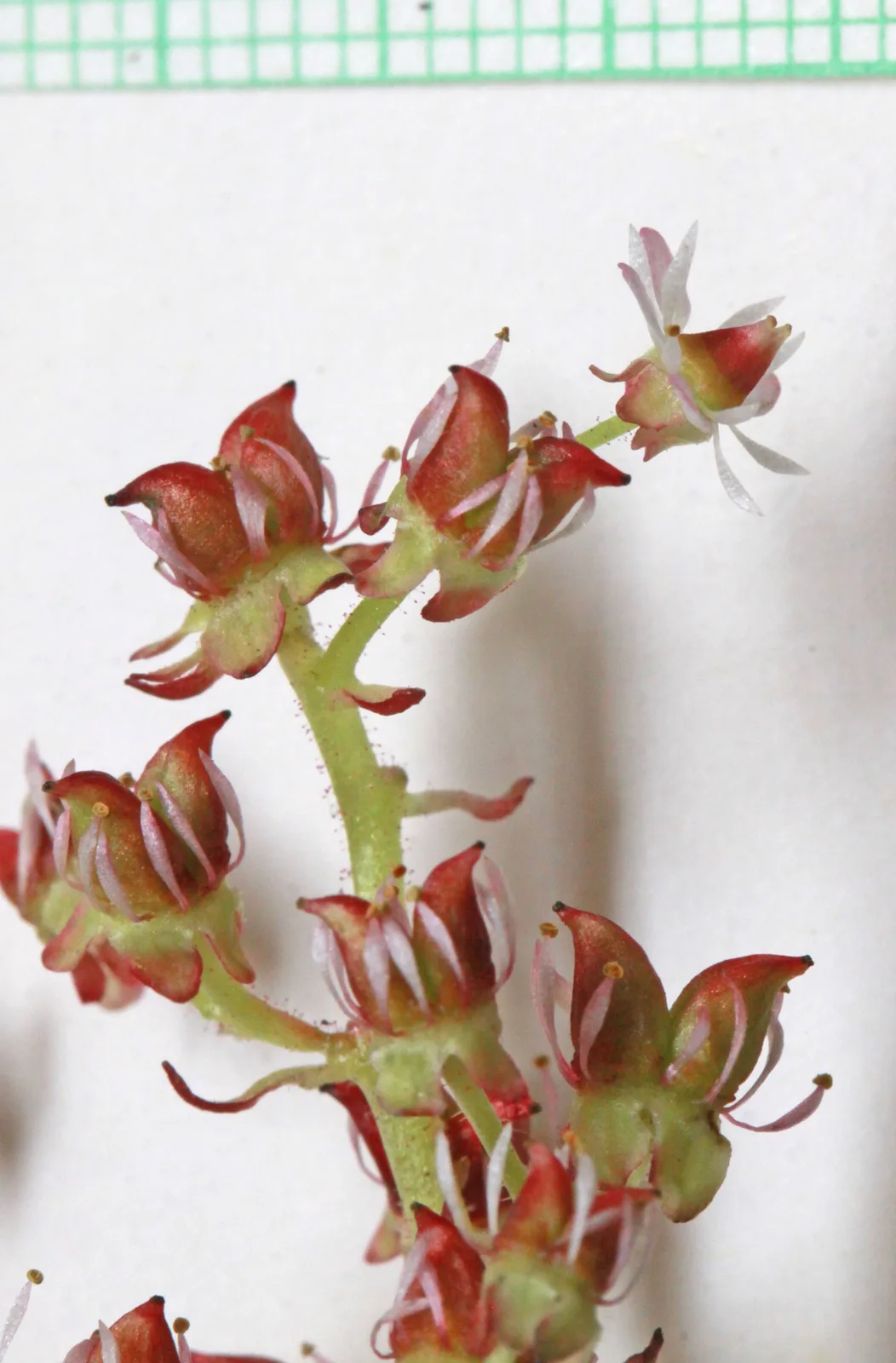 Western Saxifrage (Micranthes occidentalis)