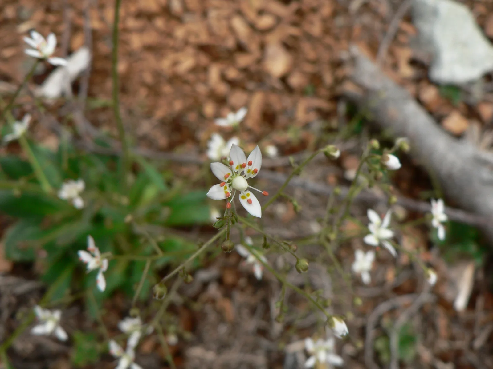 Rusty Saxifrage (Micranthes ferruginea)