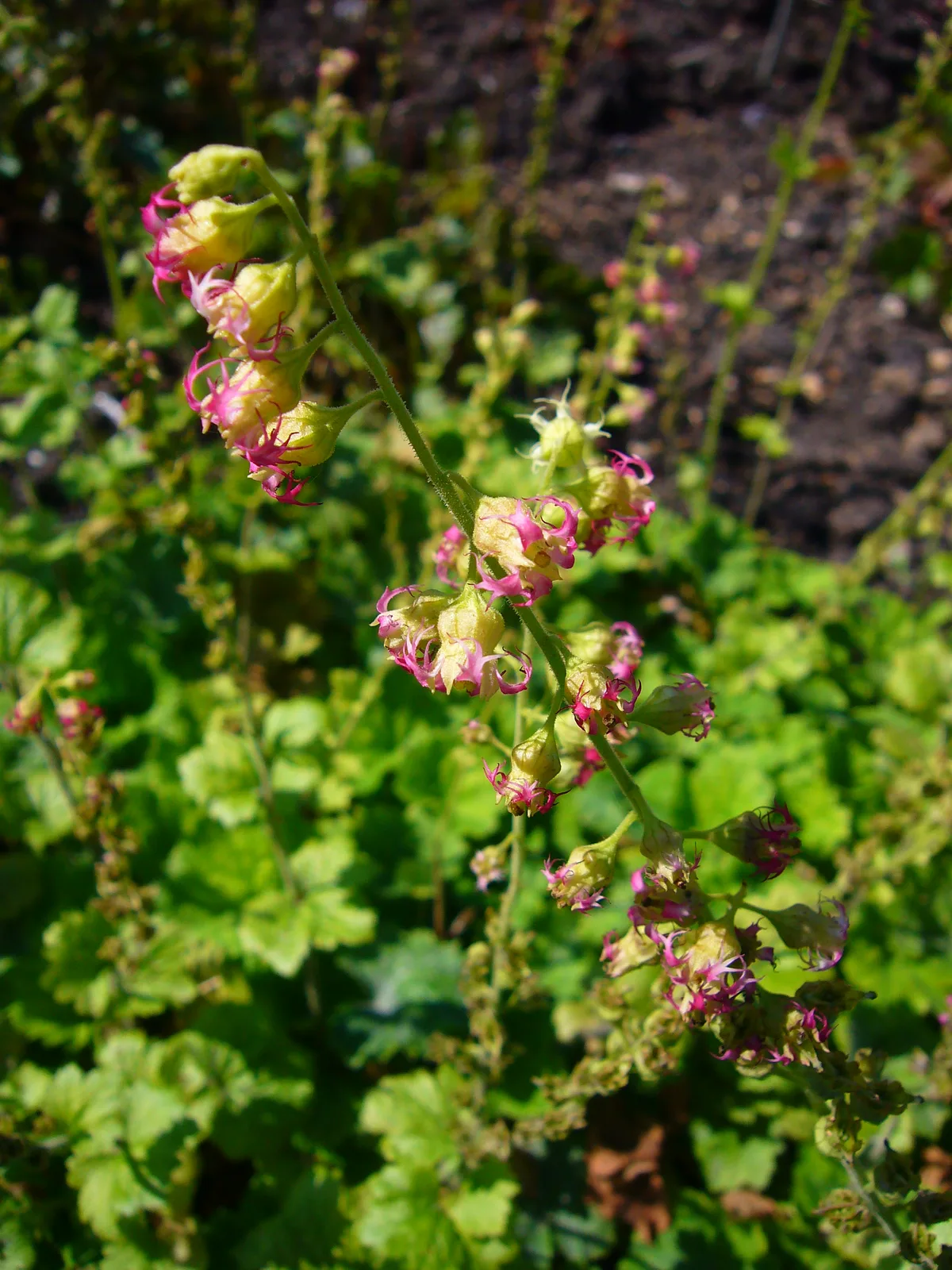 Fringecup (Tellima grandiflora)