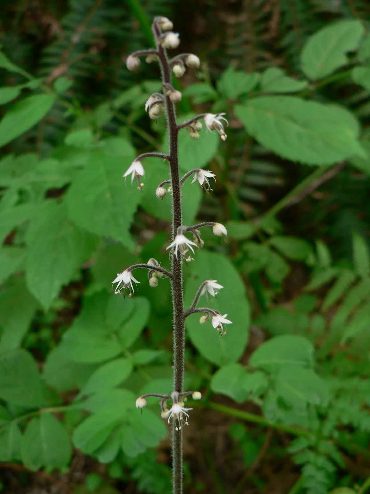 Threeleaf Foamflower