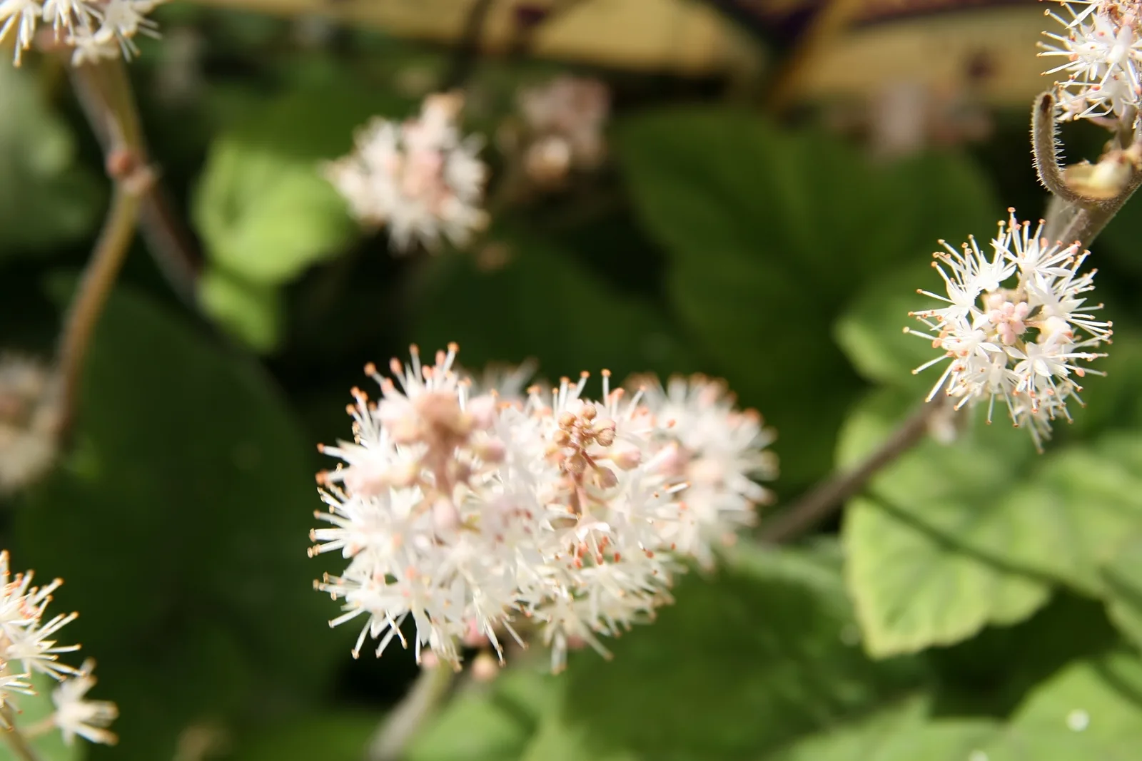 False Miterwort