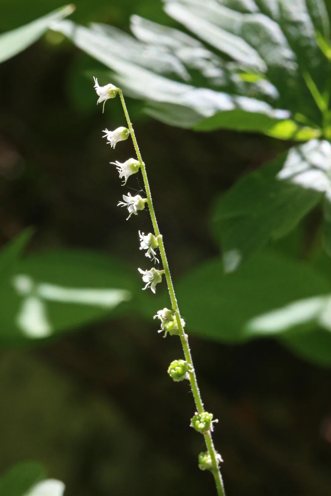 Smallflower Miterwort (Mitella stauropetala)