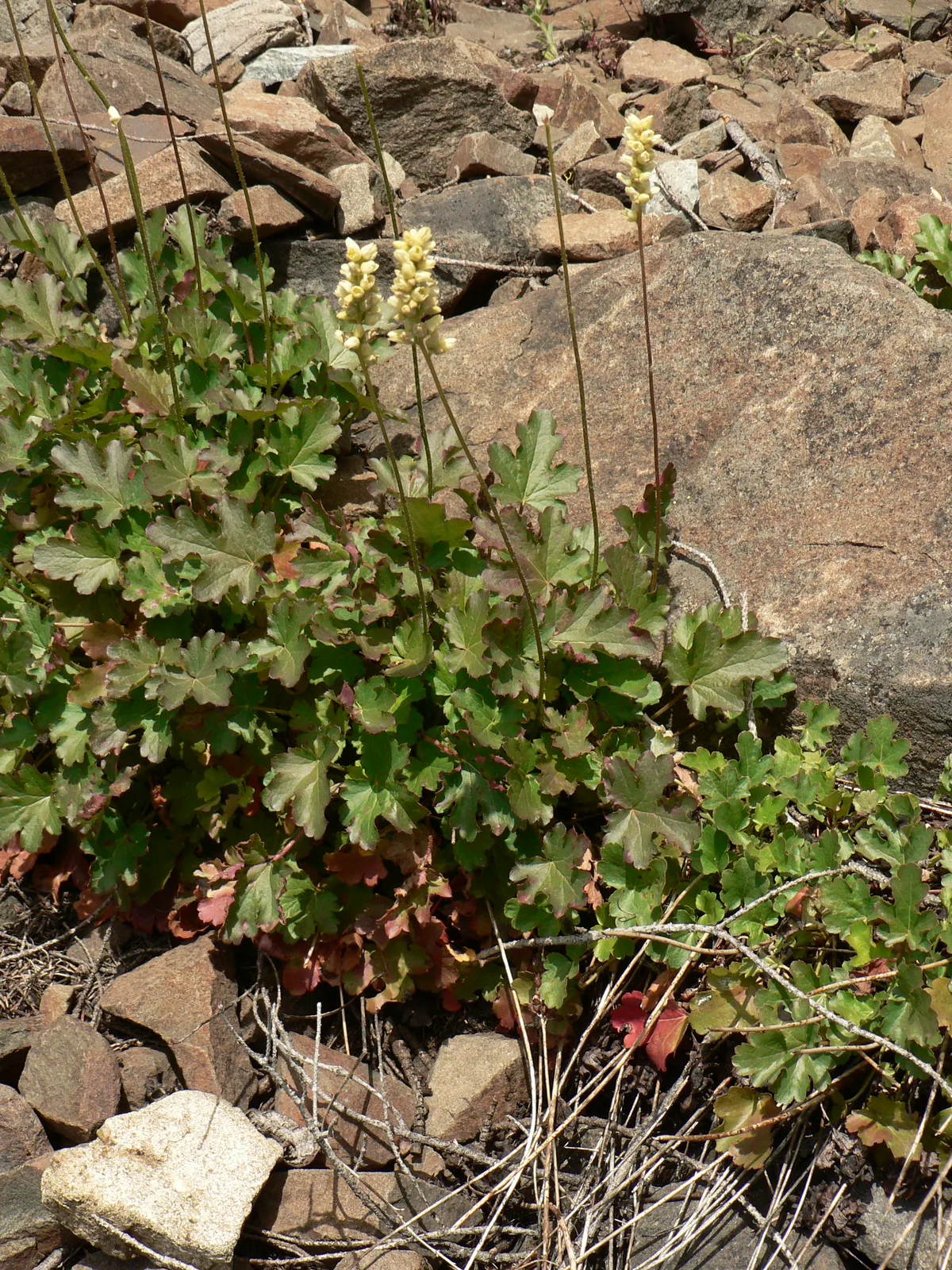 Roundleaf Alumroot