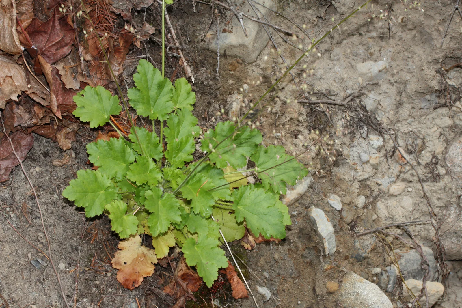 Smallflower Alumroot (Heuchera micrantha)