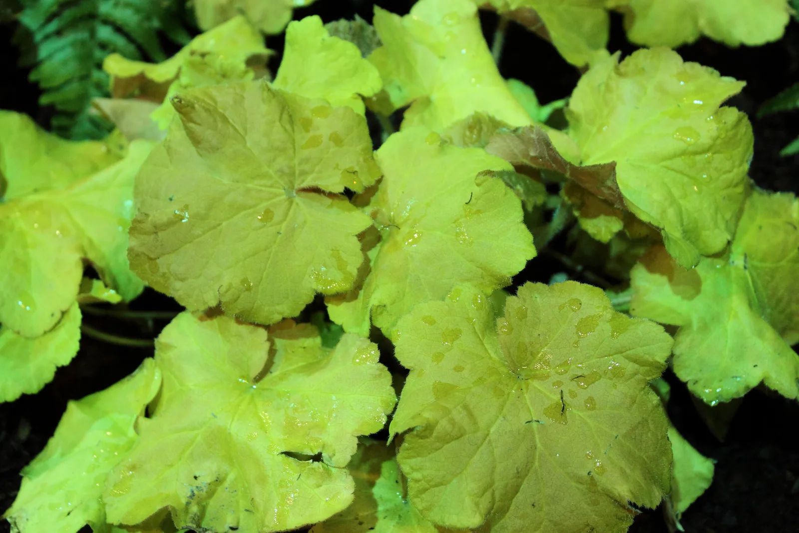 Hairy Alumroot (Heuchera villosa)
