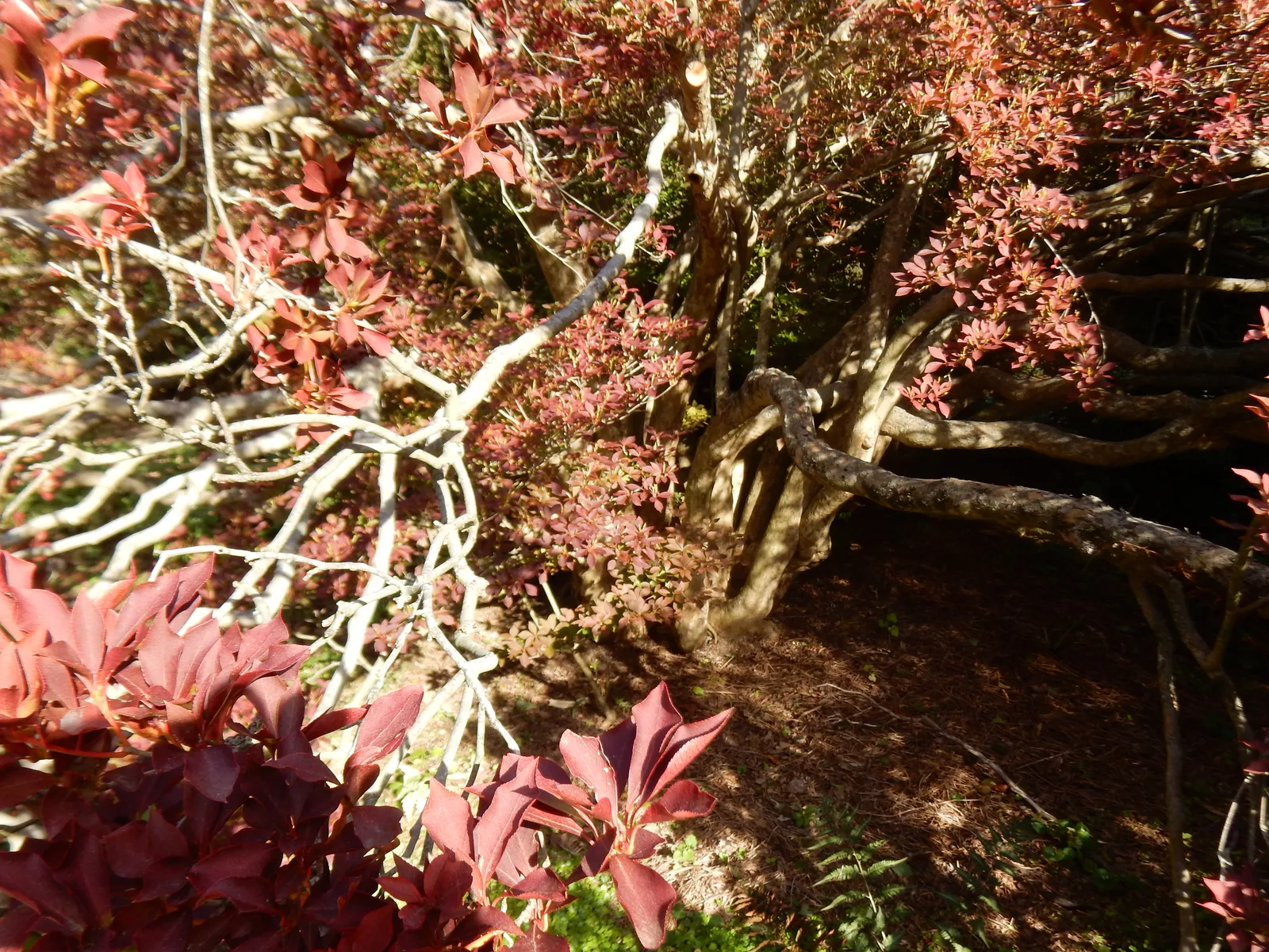 White Enkianthus (Enkianthus perulatus)